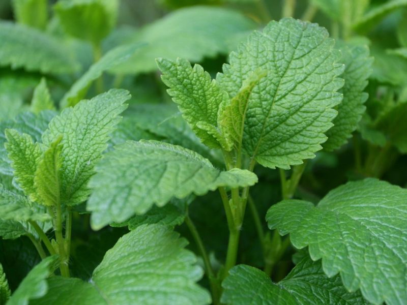 Lemon Balm That Bounces Back Fast