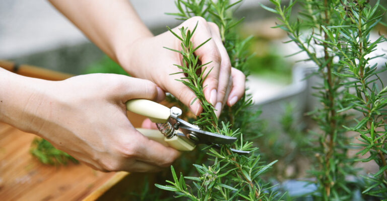 These Herbs Won't Grow In Your Ohio Garden Unless You Trim Them