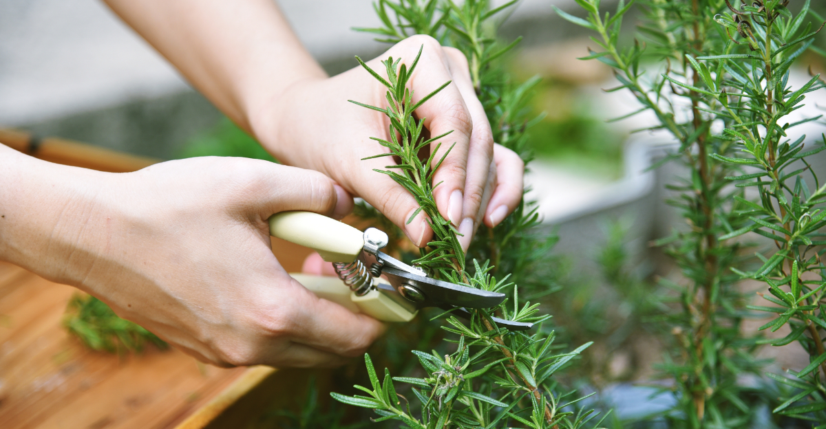 These Herbs Won't Grow In Your Ohio Garden Unless You Trim Them