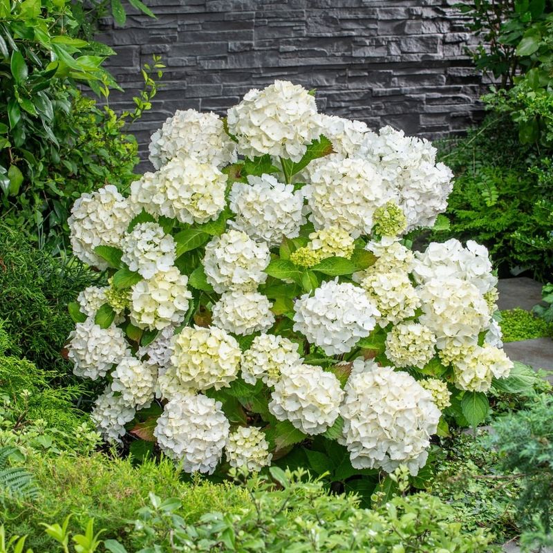 Plant In Morning Sun And Afternoon Shade