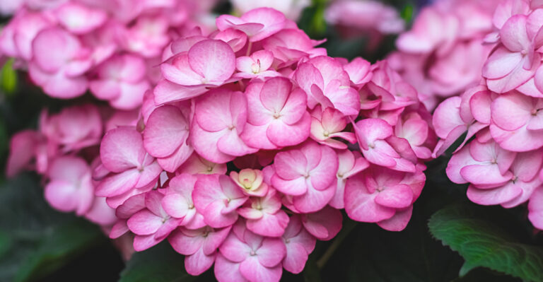 These Hydrangea Macrophylla Care Tips Help Oregon Gardens Bloom Better