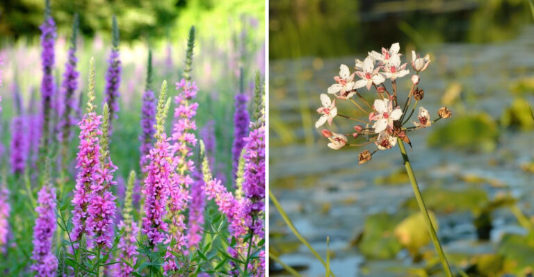 These Invasive Plants Are Illegal To Have In Michigan Gardens