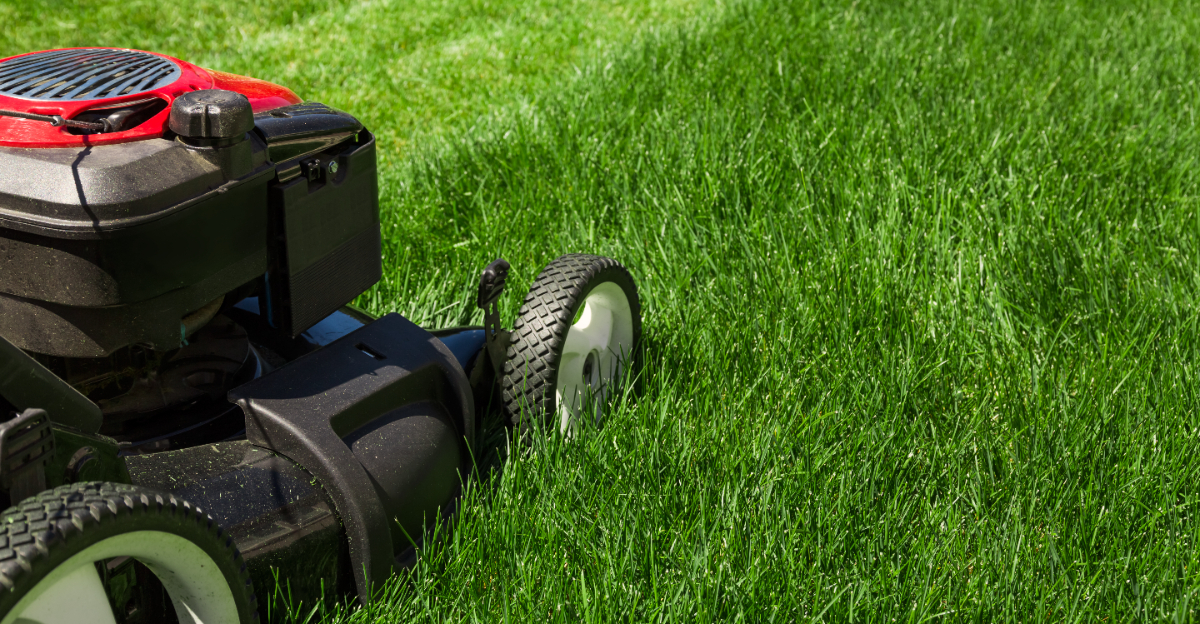 lawn (featured image)