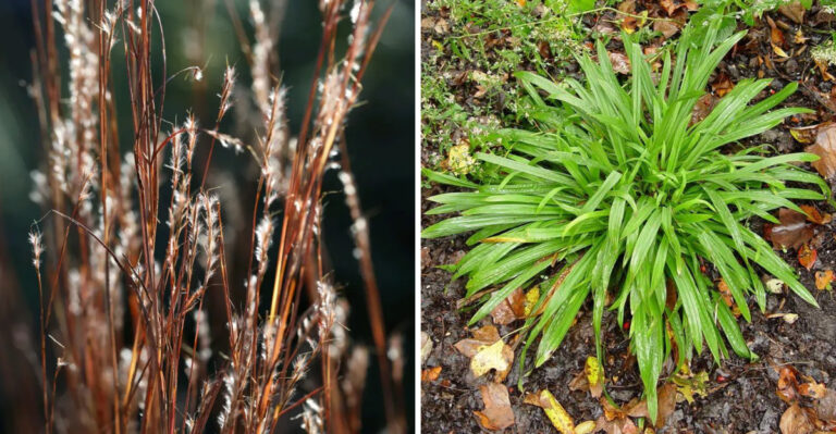 Little Bluestem and Plantain-Leaved Sedge