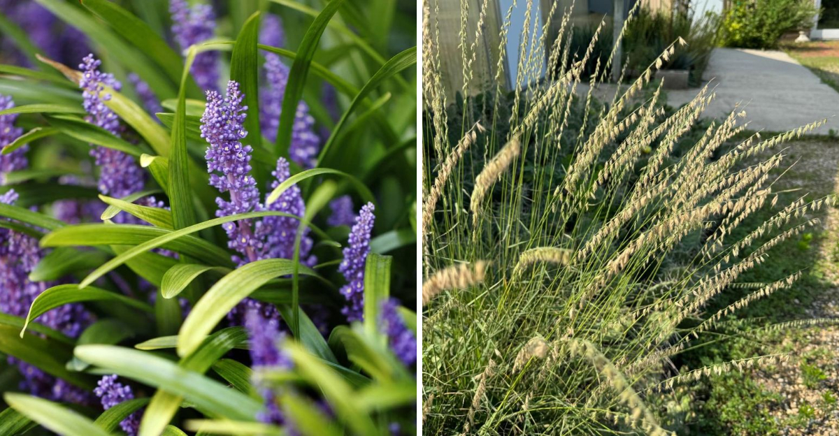 Liriope and Sideoats Grama
