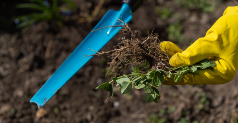 These May Gardening Mistakes Can Cost Oregon Gardeners All Summer