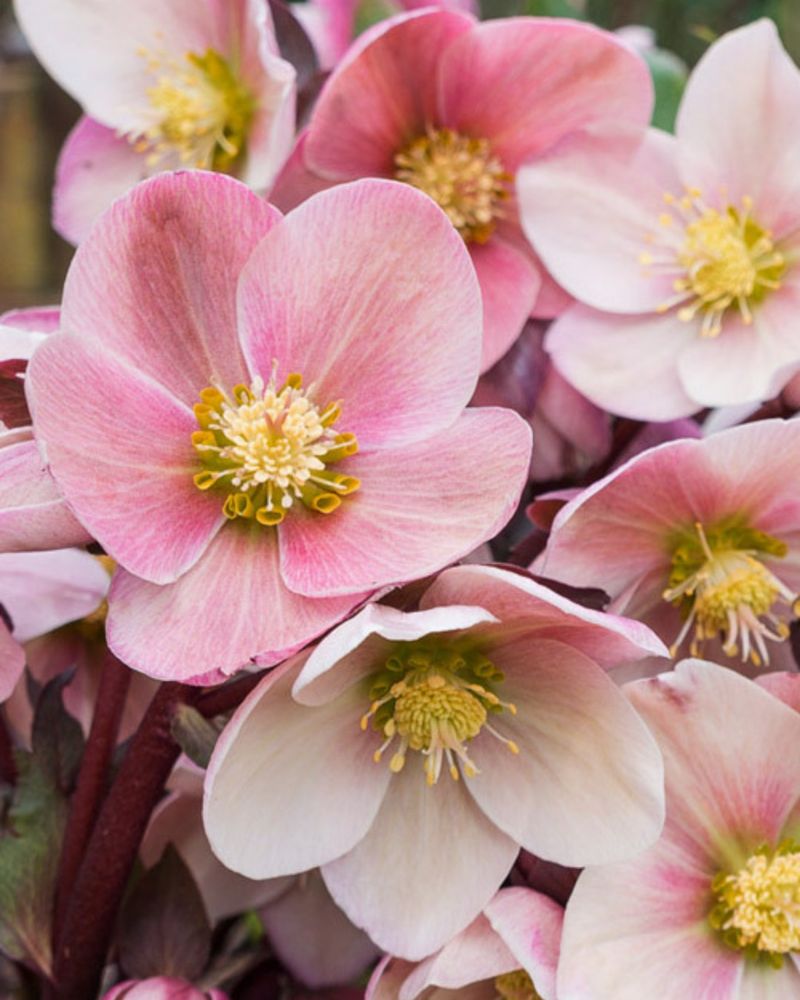Hellebores (Helleborus × Hybridus)