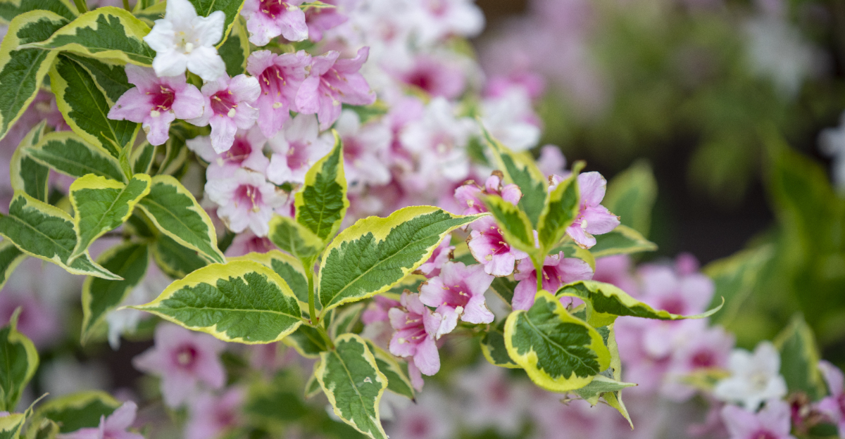 pink an white weigela