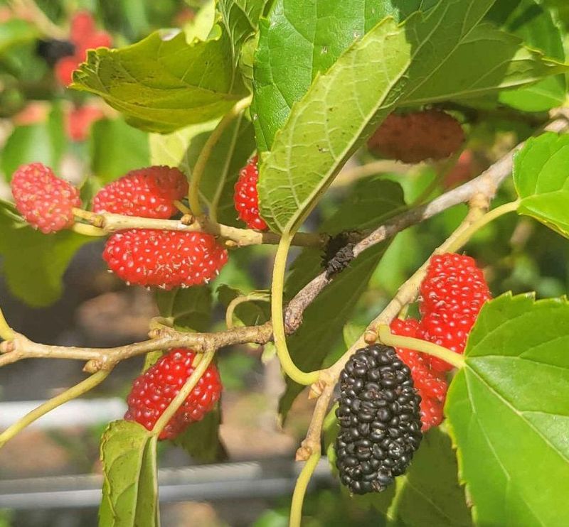 Red Mulberry (Morus rubra)