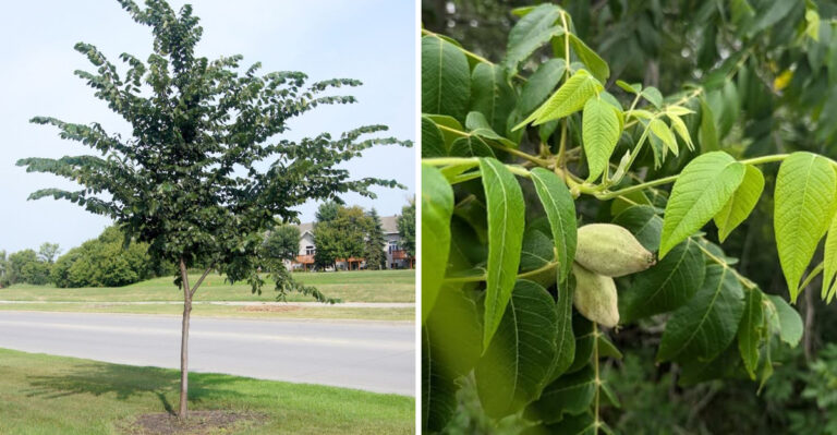 These Michigan Trees Could Get You Fined If You Cut Them Down