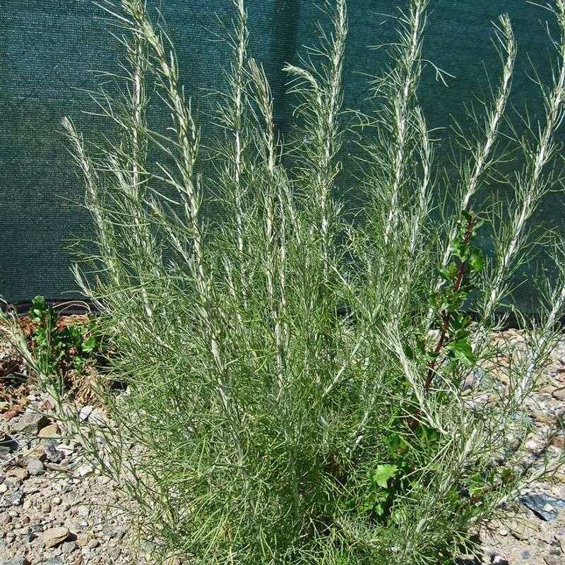 California Sagebrush Handles Heat With Silvery Native Texture