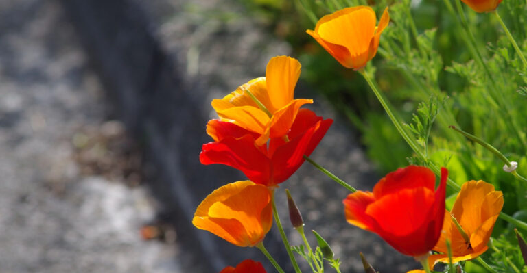 These Native California Plants Survive Heat, Drought, And Poor Soil