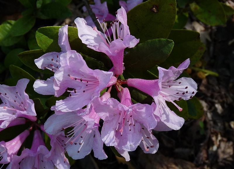Chapman's Rhododendron Is Florida's Secret Blooming Treasure