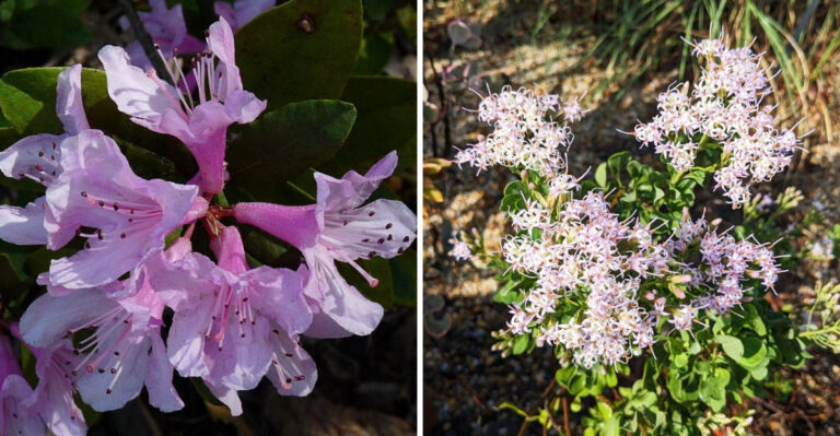 Chapman's Rhododendron and Garberia