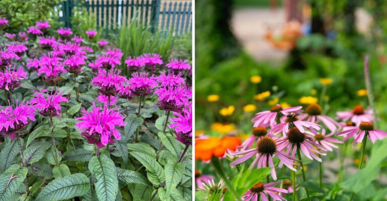 bee balm and purple coneflower