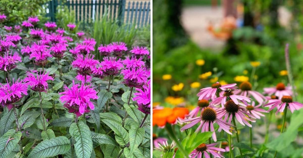 bee balm and purple coneflower