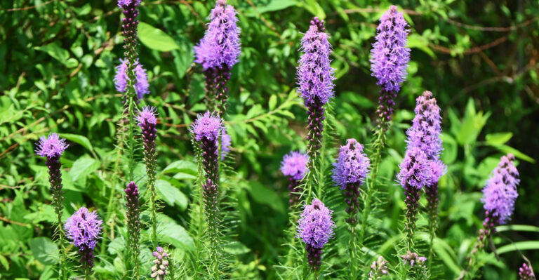 plant (featured image)