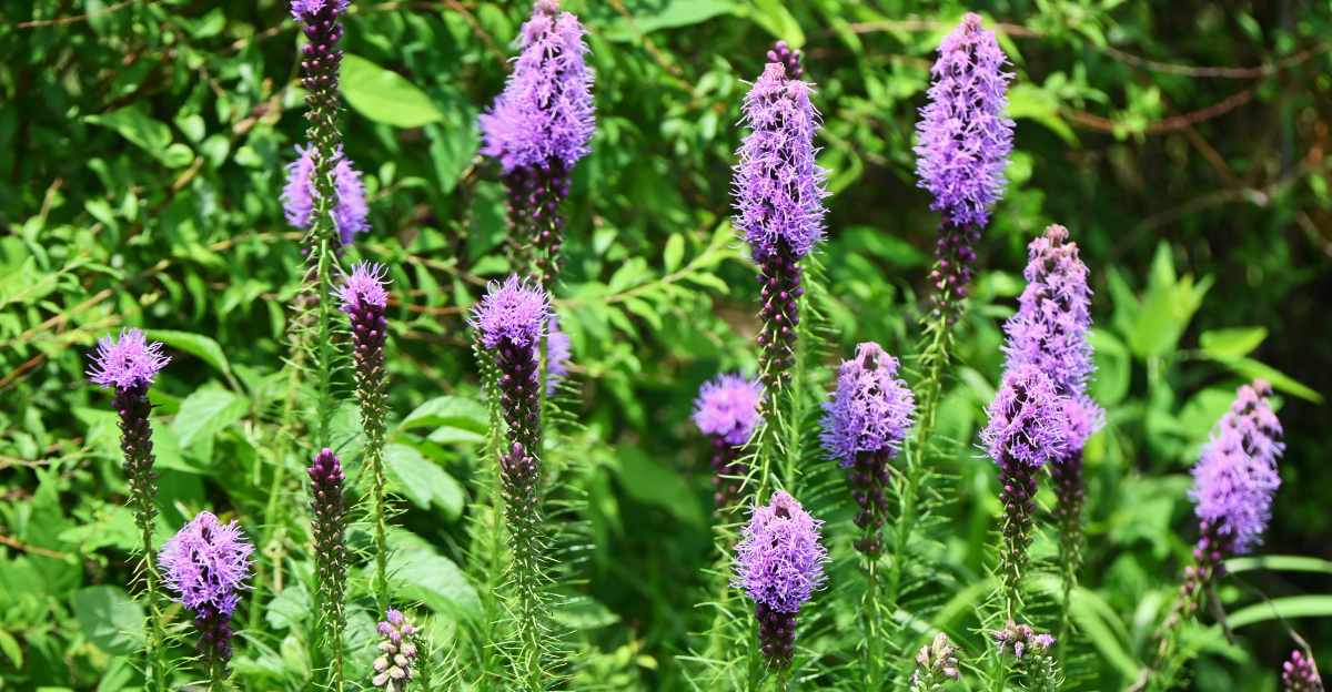 plant (featured image)