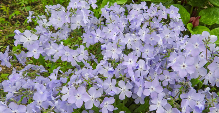 plant (featured image)