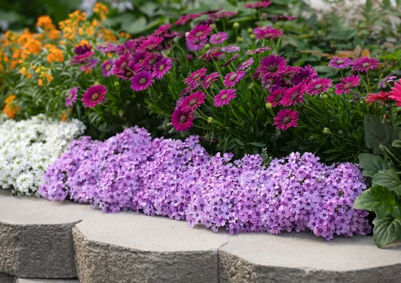 Creeping Phlox Spreads Fast And Supports Early Pollinators