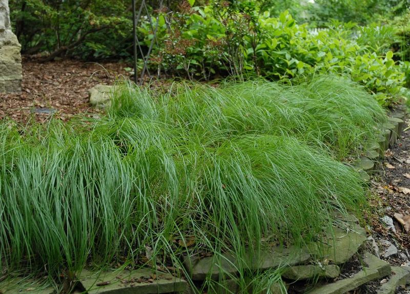 Pennsylvania Sedge (Carex pensylvanica)