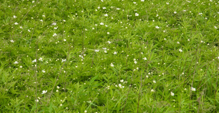 canada anemone