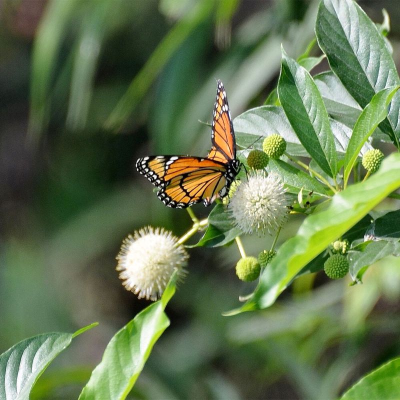 Buttonbush Draws In Constant Pollinator Activity