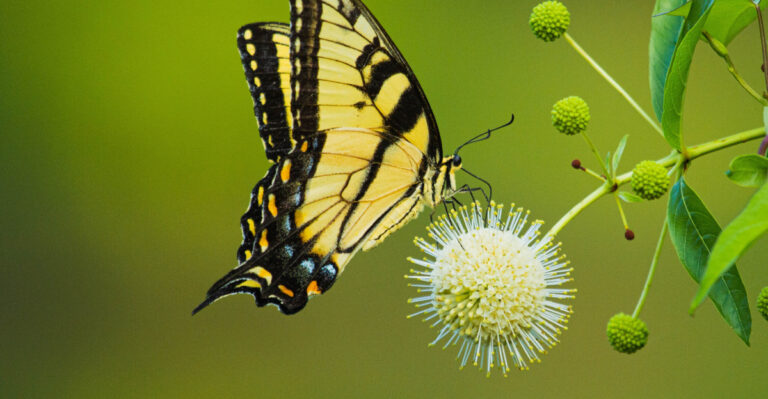 Eastern Tiger swallowtail butterfly on a buttonbush flower