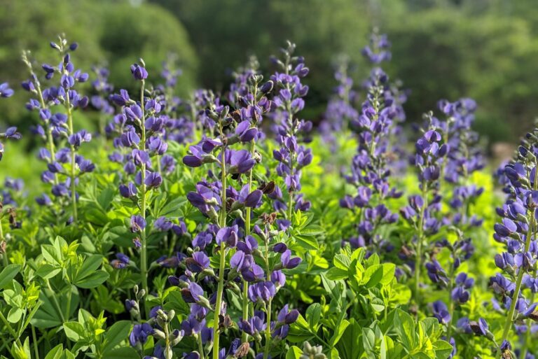 blue false indigo
