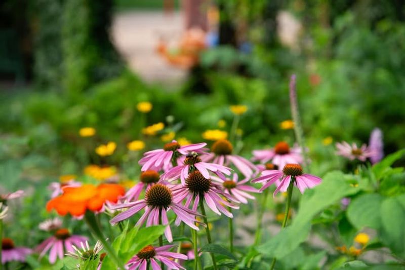 Purple Coneflower (Echinacea Purpurea)