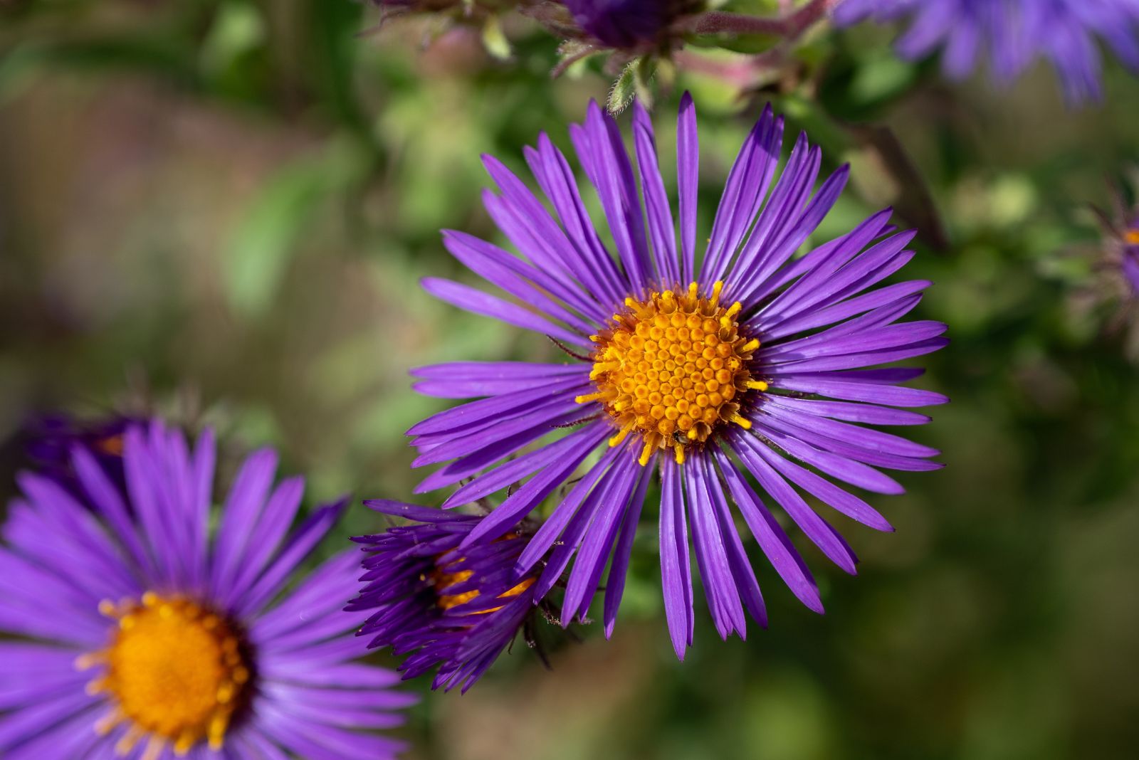 new england aster