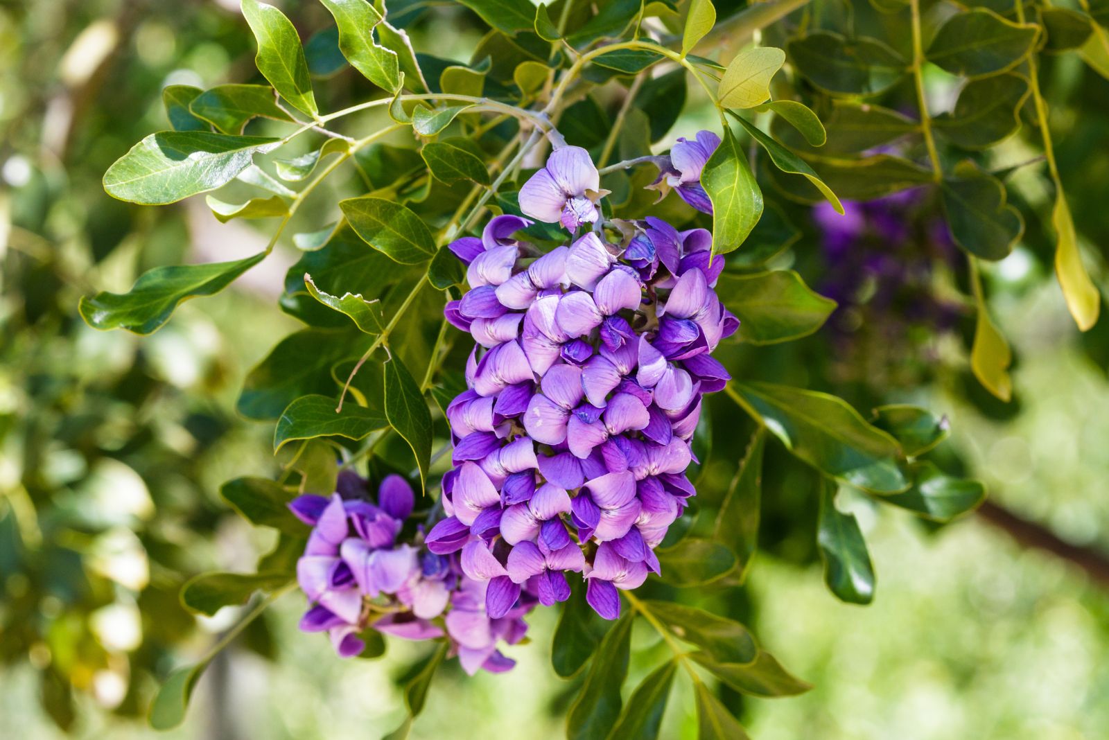 texas mountain laurel