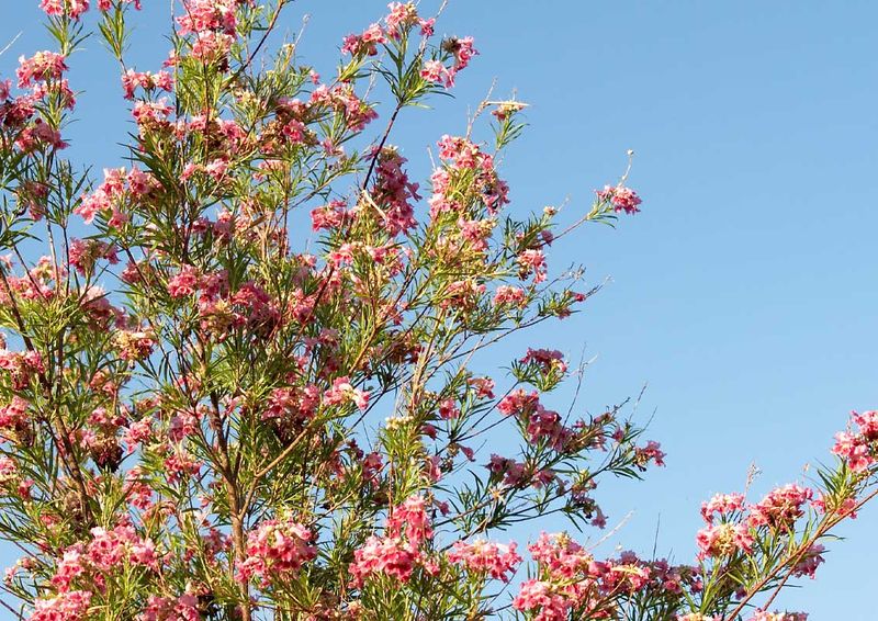 Desert Willow (Chilopsis Linearis)