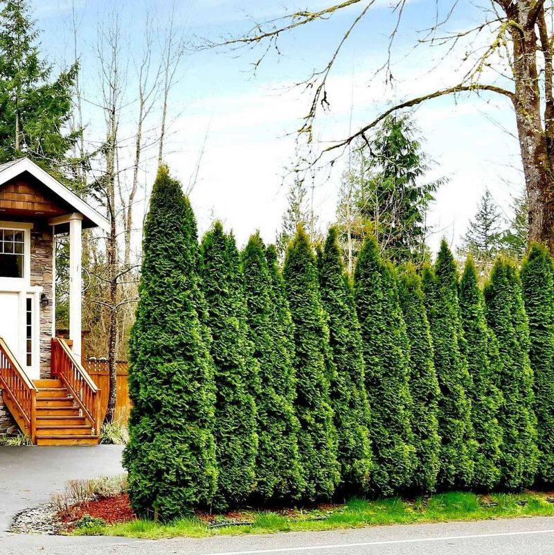 Arborvitae Keeps Privacy Clean And Classic