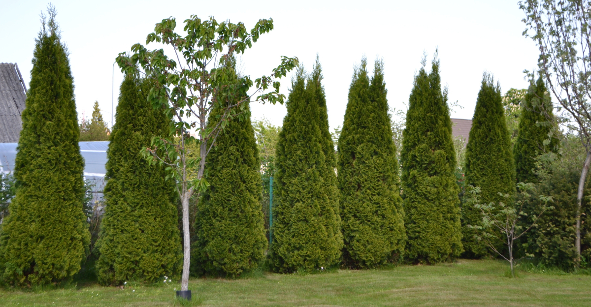 arborvitae hedge