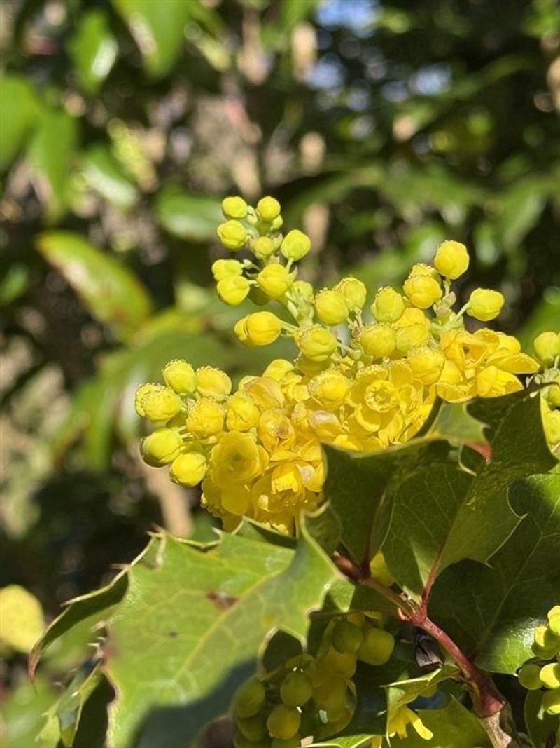 Oregon Grape