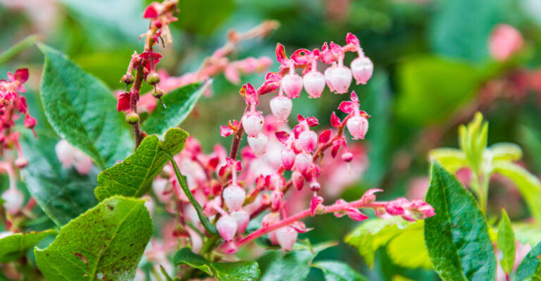 These Oregon Plants Make Yards Look Beautiful Without Constant Watering