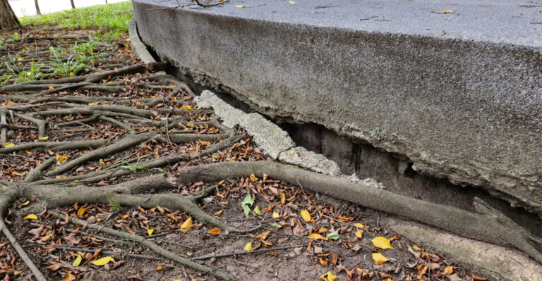 These Oregon Trees Can Cause Costly Foundation Problems If Planted Too Close