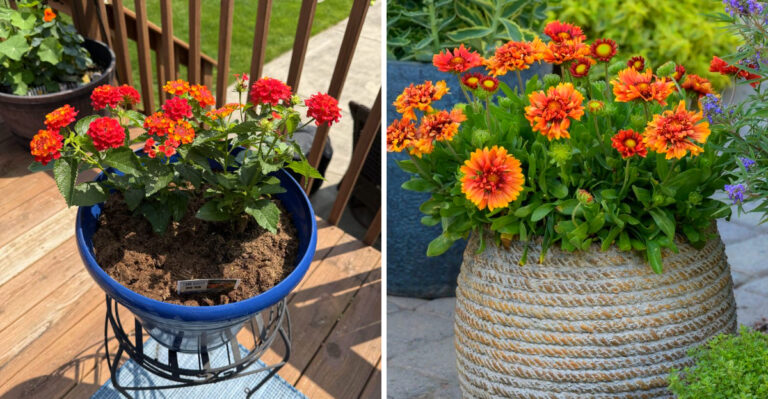 These Outdoor Potted Plants Keep Their Color In California Heat