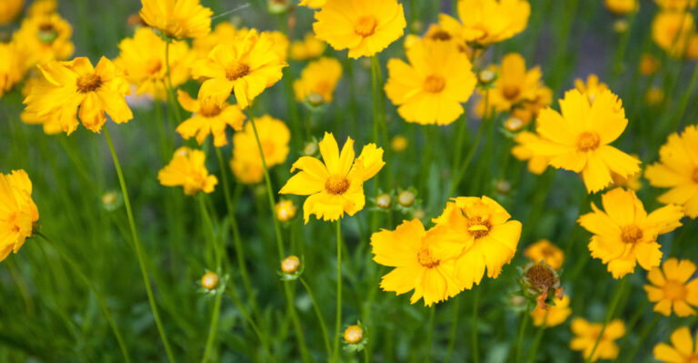 coreopsis