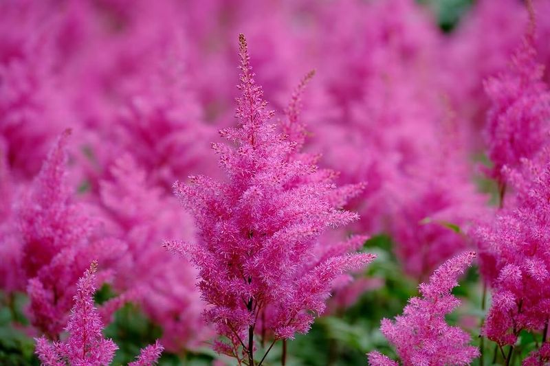 Astilbe 