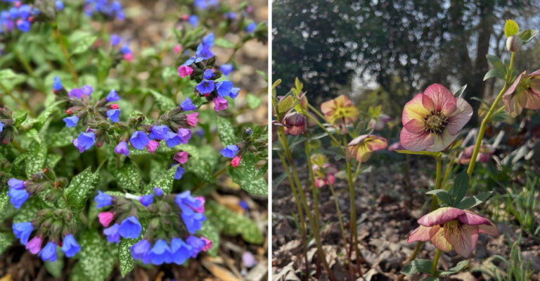 lungwort and hellebore