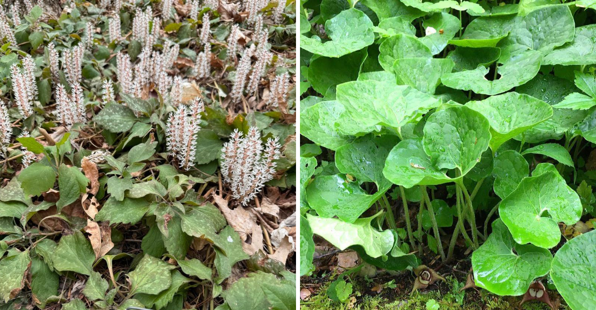 Allegheny Spurge and Wild Ginger