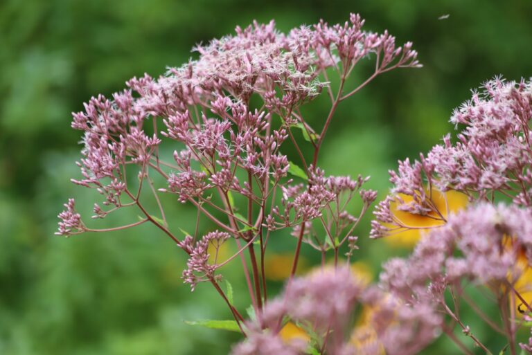 joe pye weed