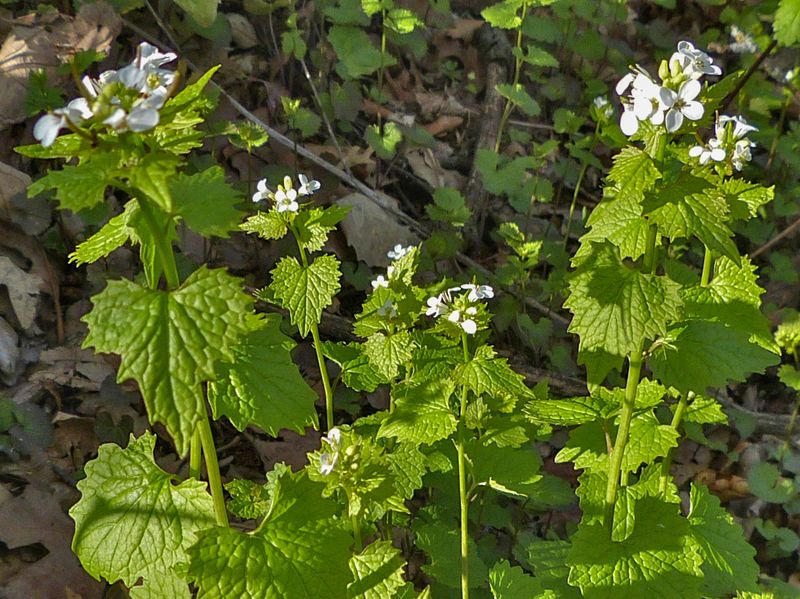 Garlic Mustard (Alliaria Petiolata)
