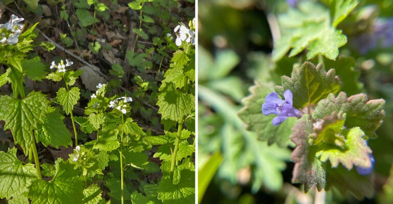 garlic mustard and ground ivy