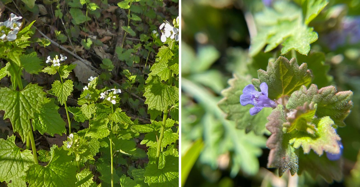 garlic mustard and ground ivy