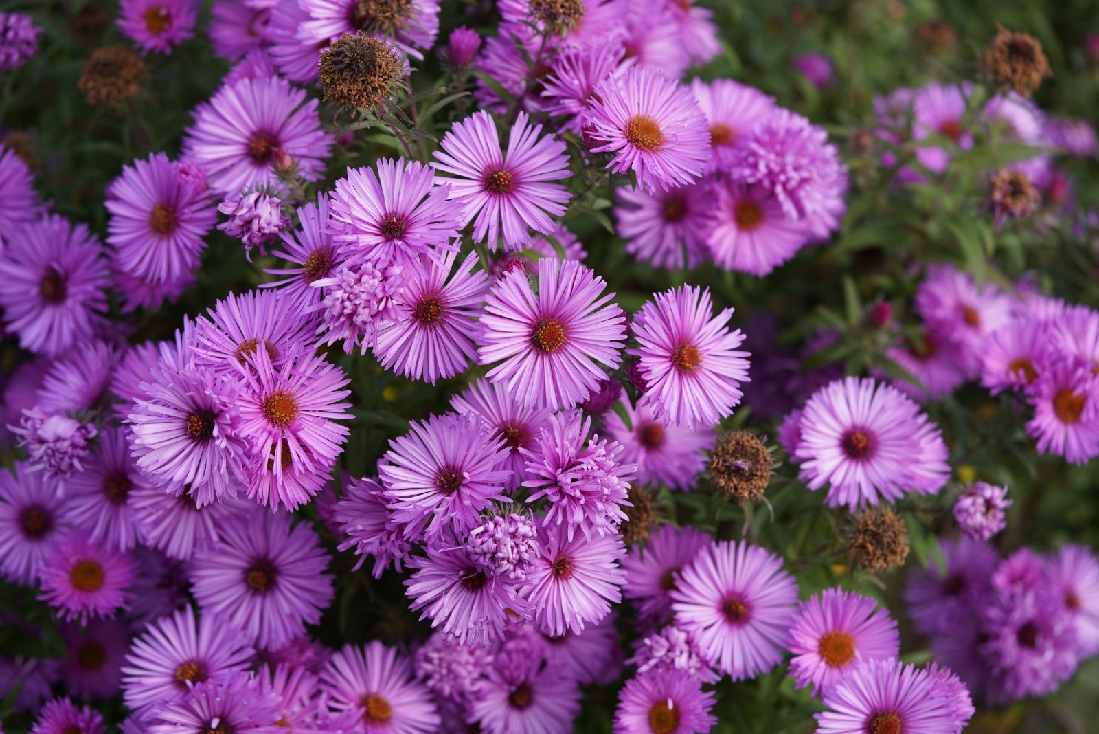 new england aster