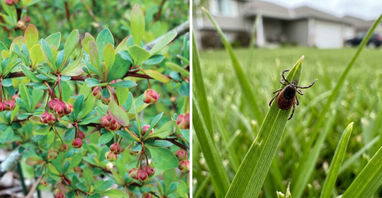 japanese barberry and tick