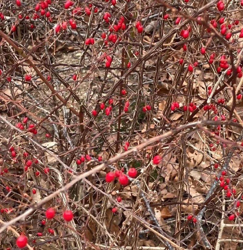 Japanese Barberry 